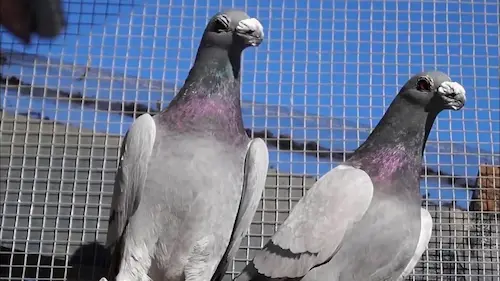 الدليل الشامل مكافحة الحمام: حلول فعالة ومجربة للتخلص من الحمام نهائياً