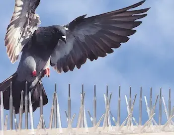 الدليل الشامل مكافحة الحمام: حلول فعالة ومجربة للتخلص من الحمام نهائياً