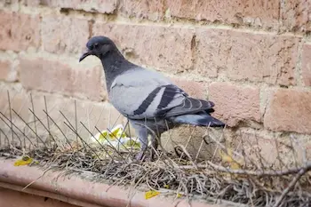 الدليل الشامل مكافحة الحمام: حلول فعالة ومجربة للتخلص من الحمام نهائياً