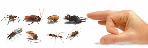 شركة مكافحة الحشرات – الخير والصفاء كلين