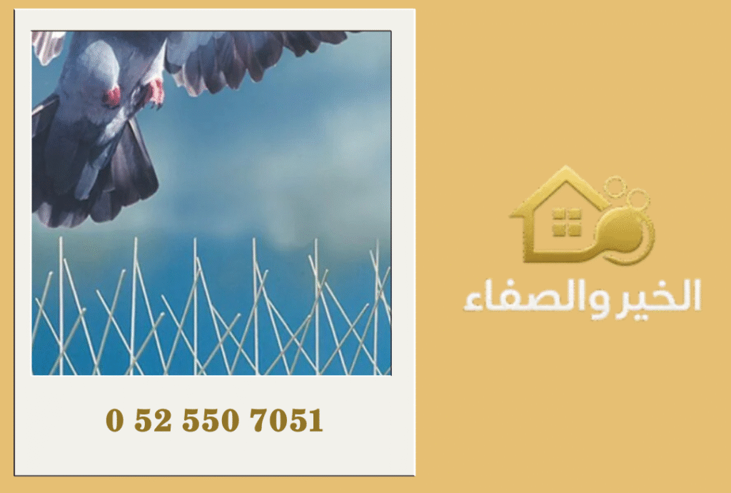 شركة مكافحة الحمام في الشارقة