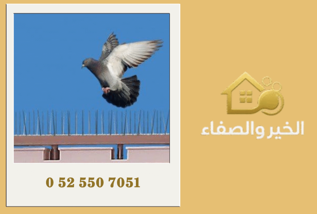 شركة مكافحة الحمام في أبوظبي