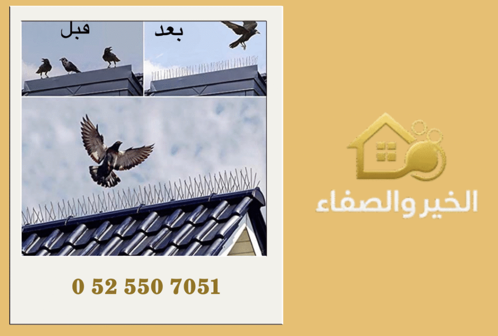 شركة مكافحة الحمام في دبي