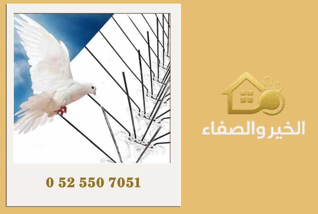 شركة مكافحة الحمام في دبي