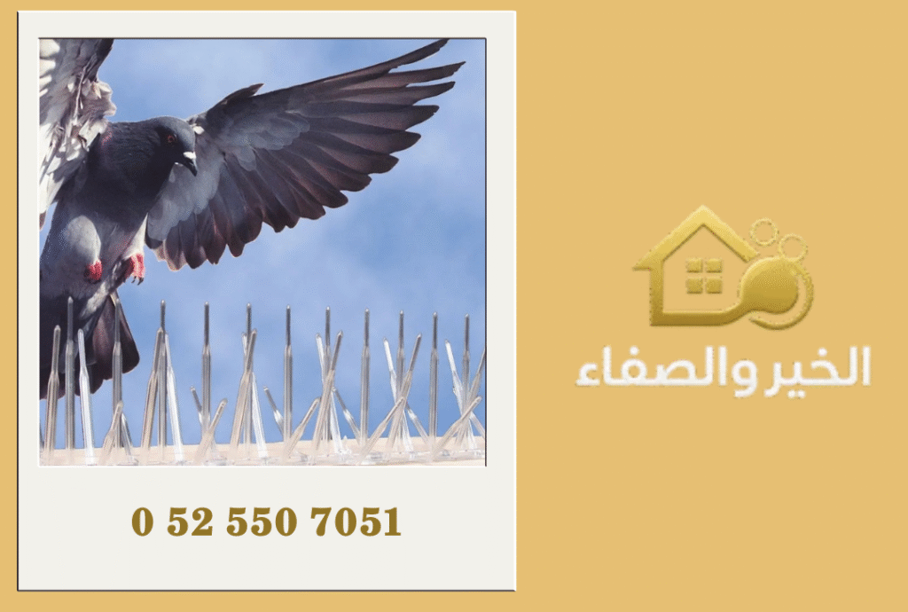 شركة مكافحة الحمام في الشارقة