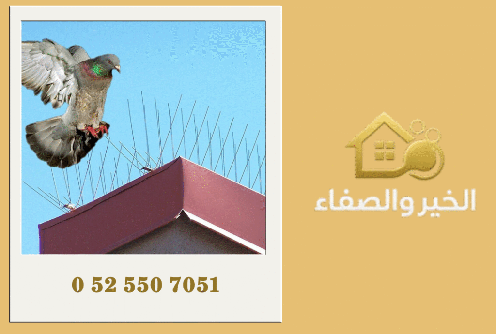 شركة مكافحة الحمام في الشارقة