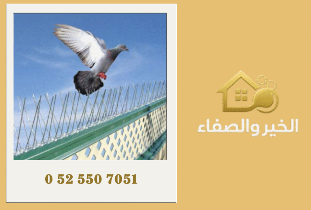 شركة مكافحة الحمام في الشارقة