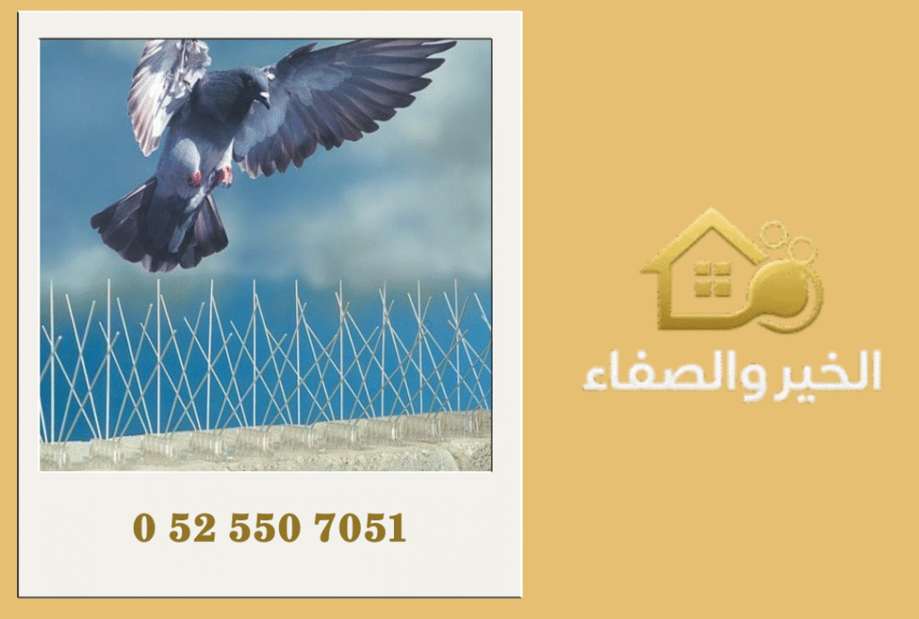 شركة مكافحة الحمام في أبوظبي